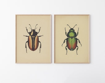 Antique Beetles, Vintage Bug PRINTABLE Wall Art Prints | Set of 2 Bundle Insect Poster | Boho Neutral Home Decor Instant DIGITAL DOWNLOAD