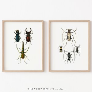 Vintage Insect Art Print, Set of 2 PRINTABLE Wall Art, Antique Scarab Beetle Poster, Mid-Century Modern Home Decor, Instant DIGITAL DOWNLOAD