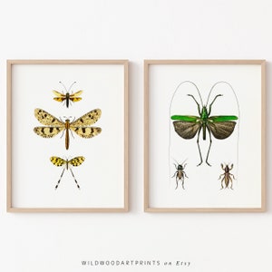 Vintage Insect Art Print, Set of 2 PRINTABLE Wall Art, Art Nouveau Butterfly Poster, Antique Dragonfly Home Decor, Instant DIGITAL DOWNLOAD
