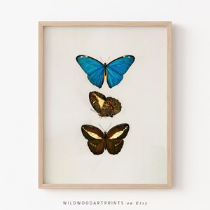 Vintage Butterfly Art Print, Butterfly Chart PRINTABLE Wall Art, Old Insect Poster, Boho Illustration Home Decor, Instant DIGITAL DOWNLOAD