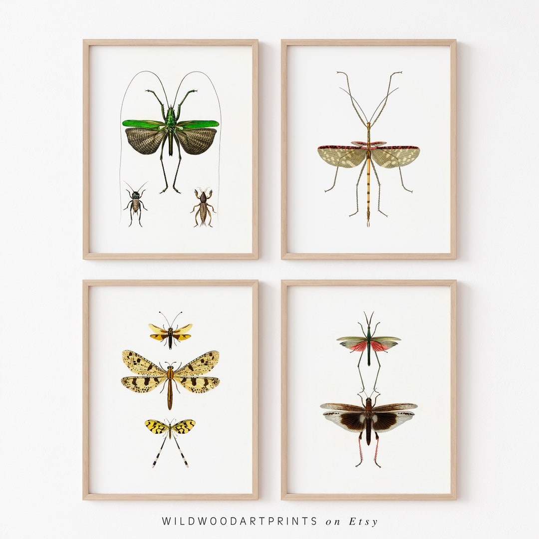 Vintage Insect Art Print, Set of 4 PRINTABLE Wall Art, Mid Century ...