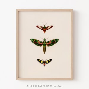 Vintage Moth Art Print, Antique Butterfly PRINTABLE Wall Art, Boho Insect Vintage Illustration, Gift Idea For Girl, Instant DIGITAL DOWNLOAD