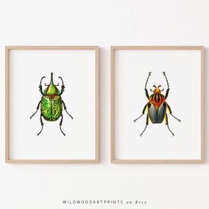 Vintage Beetle Art Print, Antique Insect Poster, Set of 2 PRINTABLE Wall Art, Cute Bug Illustration, Home Decor, Instant DIGITAL DOWNLOAD