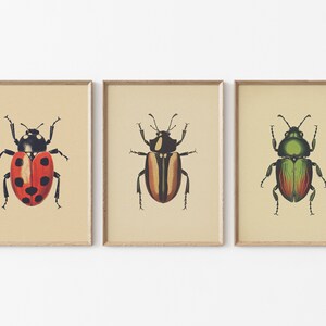 Antique Beetles Vintage Bug PRINTABLE Wall Art Prints Set - Etsy