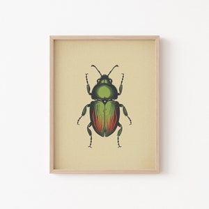 Vintage Bug Insect, Antique Beetle PRINTABLE Wall Art Print | Minimalist Insect Poster | Boho Neutral Home Decor Instant DIGITAL DOWNLOAD
