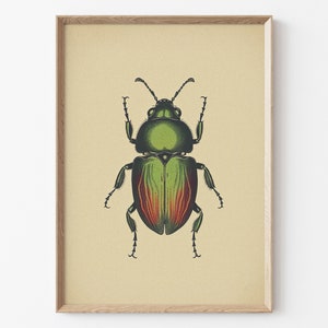 Antique Beetles, Vintage Bug PRINTABLE Wall Art Prints Set of 2 Bundle ...