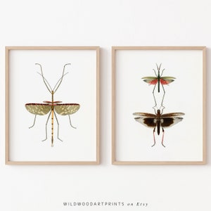 Vintage Insect Art Print, Set of 2 PRINTABLE Wall Art, Art Nouveau Beetle Poster, Antique Minimalist Home Decor, Instant DIGITAL DOWNLOAD