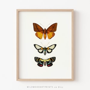 Vintage Butterfly Art Print, Antique Insect Illustration PRINTABLE Wall Art, Retro Moth Poster, Boho Home Decor, Instant DIGITAL DOWNLOAD