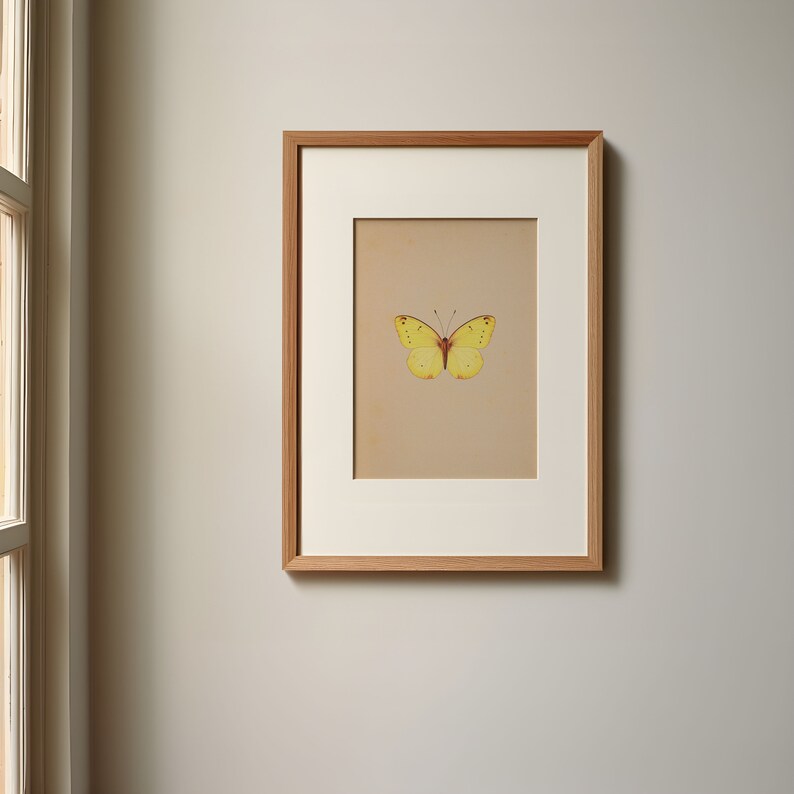 Antique Butterfly Art Print PRINTABLE Wall Art Colourful Vintage Insect antique-butterfly-art-print-printable-wall-art-colourful-vintage-insect