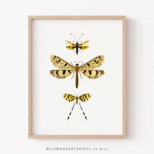Vintage Insect Art Print, Butterfly PRINTABLE Wall Art, Retro Moth Poster, Vintage Dragonfly Art, Boho Home Decor, Instant DIGITAL DOWNLOAD