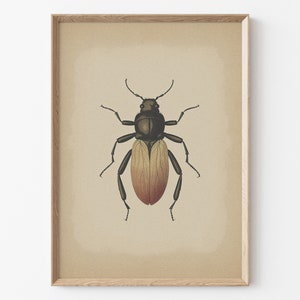 Vintage Bug Insect, Antique Beetle PRINTABLE Wall Art Print | Minimalist Insect Poster | Boho Neutral Home Decor Instant DIGITAL DOWNLOAD