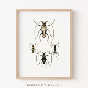 Vintage Insect Art Print, Art Nouveau PRINTABLE Wall Art, Scarab Beetle Illustration, Minimalist Bug Home Decor, Instant DIGITAL DOWNLOAD