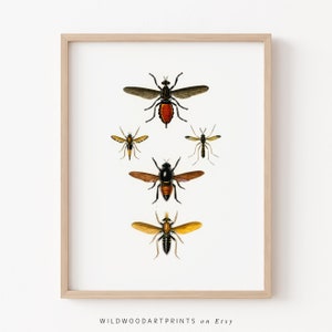 Vintage Insect Art Print, Antique Insect PRINTABLE Wall Art, Bee Poster, Bug Illustration, Retro Beetle Home Decor, Instant DIGITAL DOWNLOAD