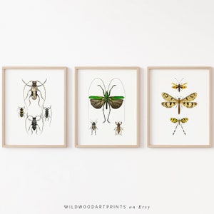 Vintage Insect Art Print, Set of 3 PRINTABLE Wall Art, Art Nouveau Butterfly Poster, Retro Beetle Illustration, Instant DIGITAL DOWNLOAD
