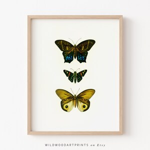 Vintage Butterfly Art Print, Insect Illustration PRINTABLE Wall Art, Retro Moth Poster, Boho Office Home Decor, Instant DIGITAL DOWNLOAD