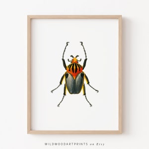 Goliath Beetle Art Print, Old Vintage Insect PRINTABLE Wall Art, Cute Bug Illustration, Antique Boho Home Decor, Instant DIGITAL DOWNLOAD