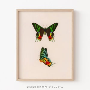 Vintage Butterfly Art Print, Antique Insect Illustration PRINTABLE Wall Art, Boho Colourful Butterfly Home Decor, Instant DIGITAL DOWNLOAD