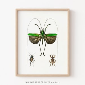 Vintage Insect Art Print, Retro Bug PRINTABLE Wall Art, Antique Beetle Illustration, Mid Century Modern Home Decor, Instant DIGITAL DOWNLOAD
