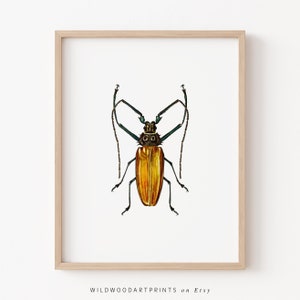 Enoplocerus Beetle Art Print, Cute Bug PRINTABLE Wall Art, Vintage Insect Illustration, Antique Boho Home Decor, Instant DIGITAL DOWNLOAD