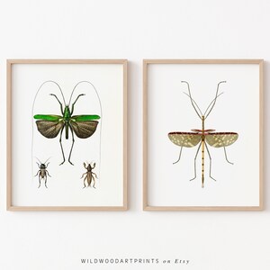 Vintage Insect Art Print, Set of 2 PRINTABLE Wall Art, Mid Century Beetle Poster, Antique Retro Bug Home Decor, Instant DIGITAL DOWNLOAD