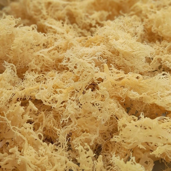 Bulk Sea Moss for Wholesale Wildcraft Sea Moss | Gold Sea Moss Wholesale | Purple Sea Moss | Dr Sebi | St Lucian sourced, 3rd party tested