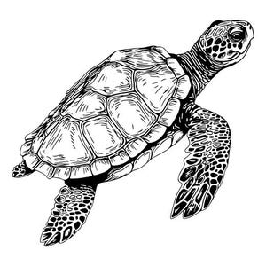 Sea Turtle SVG Ocean Animals Reptile Marine , turtle Silhouette Clip Art Cut File, Instant Download, svg png