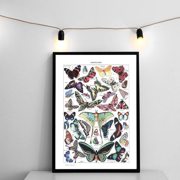 Butterfly Print | Colorful Butterflies | Vintage Butterfly Print | Papillons | Larousse | Adolphe Millot | Butterfly Art