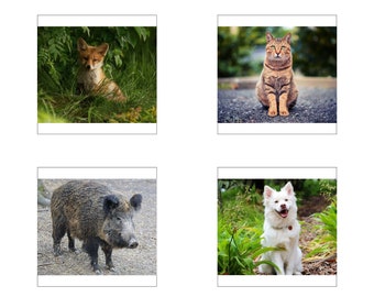 Montessori Klassifizierte Karten / Nomenklatur Phonetische Tiere / Printable