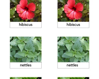 3 Teilige Montessori Karten/Kräuter zur Herstellung von Tee/Pflanzensprache/Printable Montessori Karten
