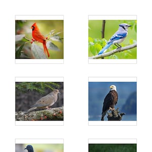Cartes d’oiseaux classifiées/Nomenclature Montessori/Imprimable