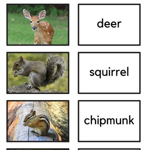 North East Backyard Animals/Reading Cards with images/Montessori Language