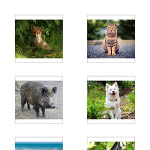 May include: A close-up of a red fox kit sitting in green grass. The fox has a white chest and a bushy tail.