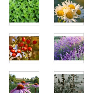 Montessori Classified Cards/ Nomenclature/ Printable/ Tea Herbs