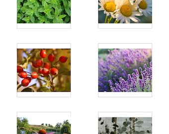 Montessori Klassifizierte Karten/ Nomenklatur/ Printable/ Tee Kräuter