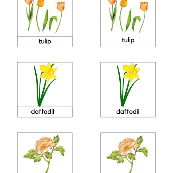 Montessori 3 Part Cards/Flower Language Cards/Spring Flowers/Emergent Reader