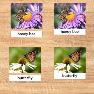 Montessori Pollinator 3 Part Cards/Montessori Spring Unit/Printable