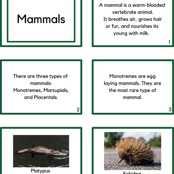 Types of Mammals/ Montessori Booklet/ Printable Montessori