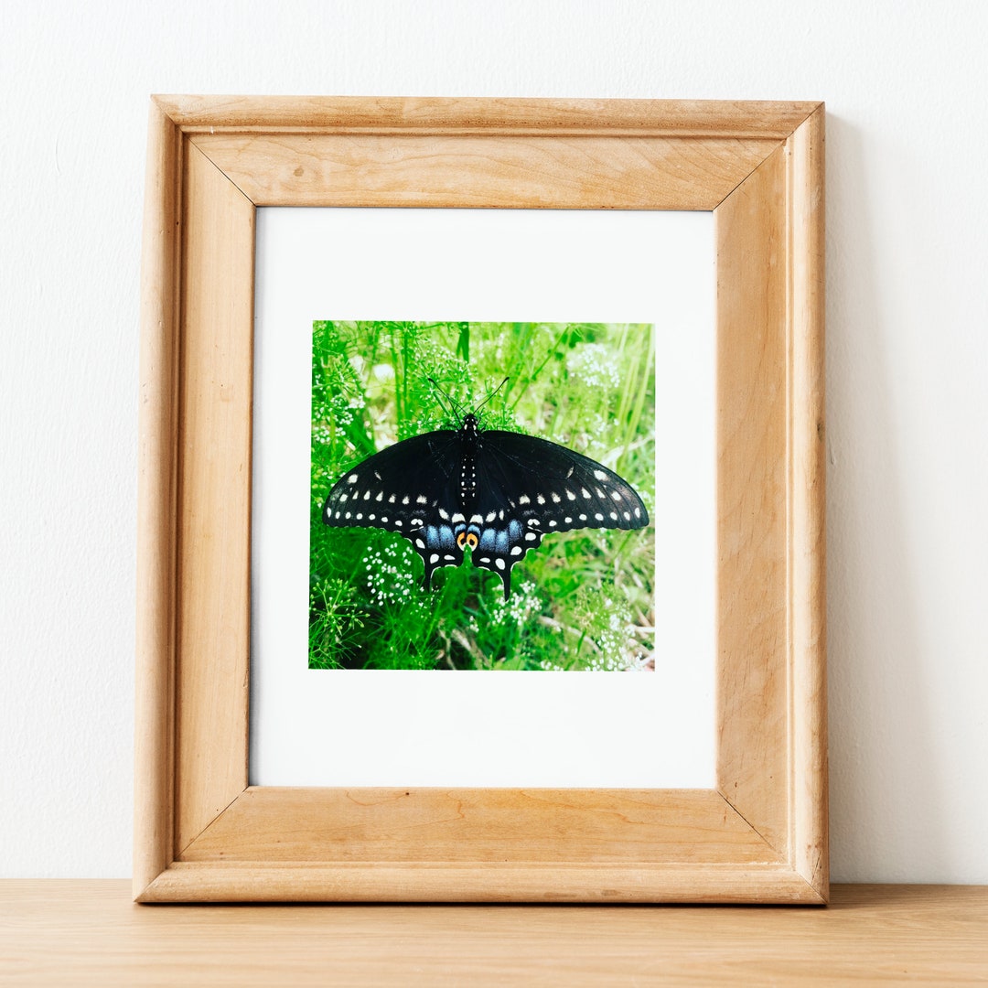 Black Swallowtail Butterfly 5x5 - Etsy