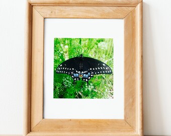 Czarny motyl jaskółczy ogon 5x5