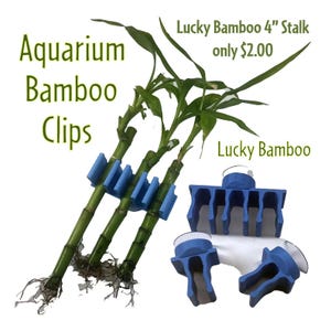 Aquarium Lucky Bamboo Clips Spirale & gerader Stiel Glücksbambus, Feng Shui Pflanze, Indoor Greenery, Wohnkultur, Büropflanze, Geschenkidee