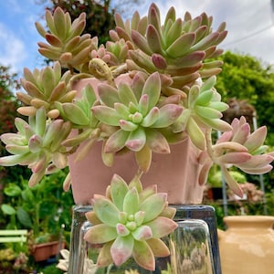 May include: A succulent plant with fleshy, pale green leaves tinged with pink and yellow, spilling over the edges of a light pink, geometric pot. The plant is displayed on a glass surface, with a blurred background of greenery and sky.