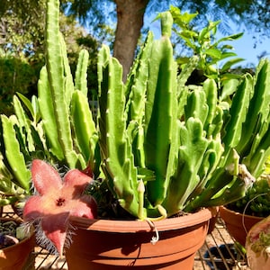 May include: A potted Stapelia plant with vibrant green stems and a large, star-shaped flower in shades of red and pink. The plant is in a brown pot, set on a wire shelf, with a blurred background of greenery and sunlight.