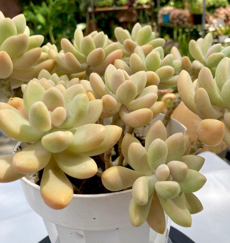 Beautiful Mature Graptosedum 'blue Giant' A Real - Etsy