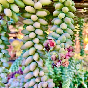 Spring sale! Buy One Get One free!! Sedum Burros-tail/Donkey-tail 40 pieces leaves leaf for propagation. Please see customer review!