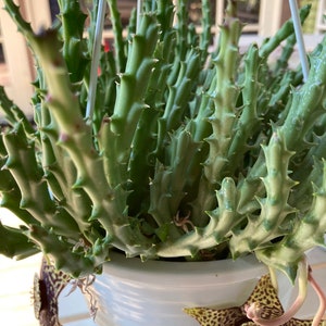 Buy 1 get 1 Free. Starfish  &#39;Orbea Variegata&#39; - 4 inch pot. Ship with NO soil and pot.