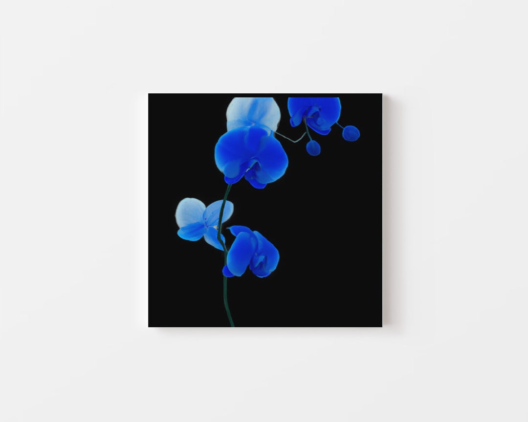 Blue Orchid Wall Art Pastel Flower Canvas Light Blue Black Etsy