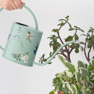 May include: A light green watering can with a long spout is pouring water onto a plant. The can is decorated with hummingbird and floral decals. The handle and spout are the same color as the can. The plant has green and white leaves.