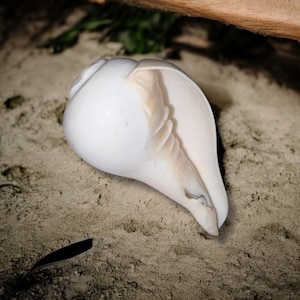 May include: A large, white conch shell with a smooth, glossy exterior and a light tan interior. The shell is resting on a bed of sand, with a dark background. The shell's opening reveals intricate patterns.