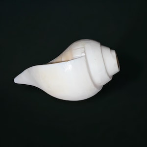 May include: A large, white conch shell with a smooth, glossy surface. The shell has a spiral shape with a pointed end and a wide opening. The shell is set against a dark background.