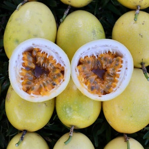 Passion Fruit 6 pounds